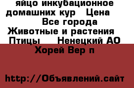 яйцо инкубационное домашних кур › Цена ­ 25 - Все города Животные и растения » Птицы   . Ненецкий АО,Хорей-Вер п.